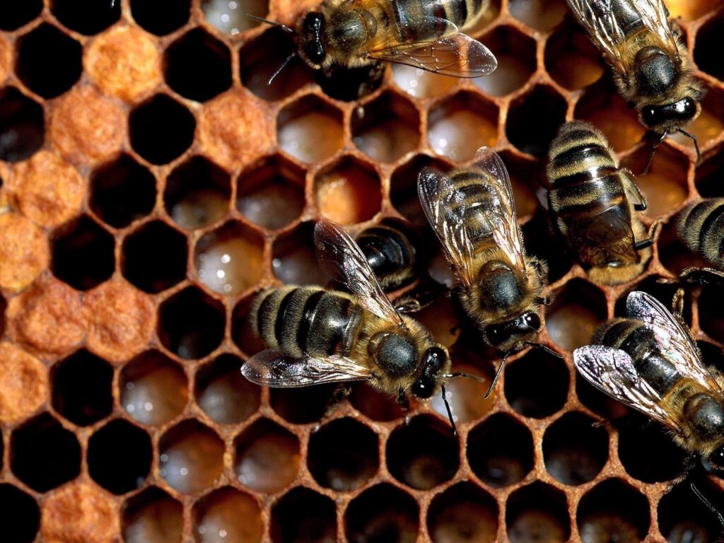 Intricate Bee Honeycomb Wallpaper: Close-Up of Nature's Beauty