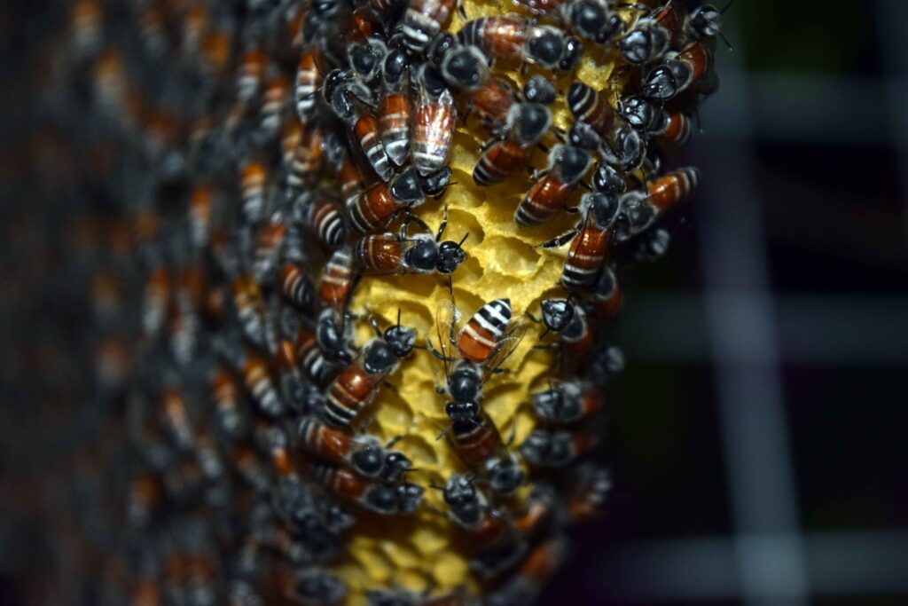 Close-Up Bee Wallpaper: Intricate Patterns on Honeycomb Background