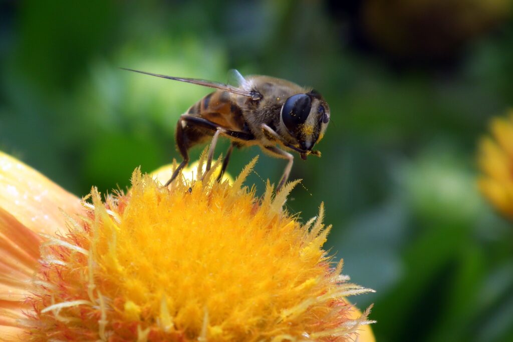 Close-Up Bee on Flower Wallpaper: Intricate Pollination Detail