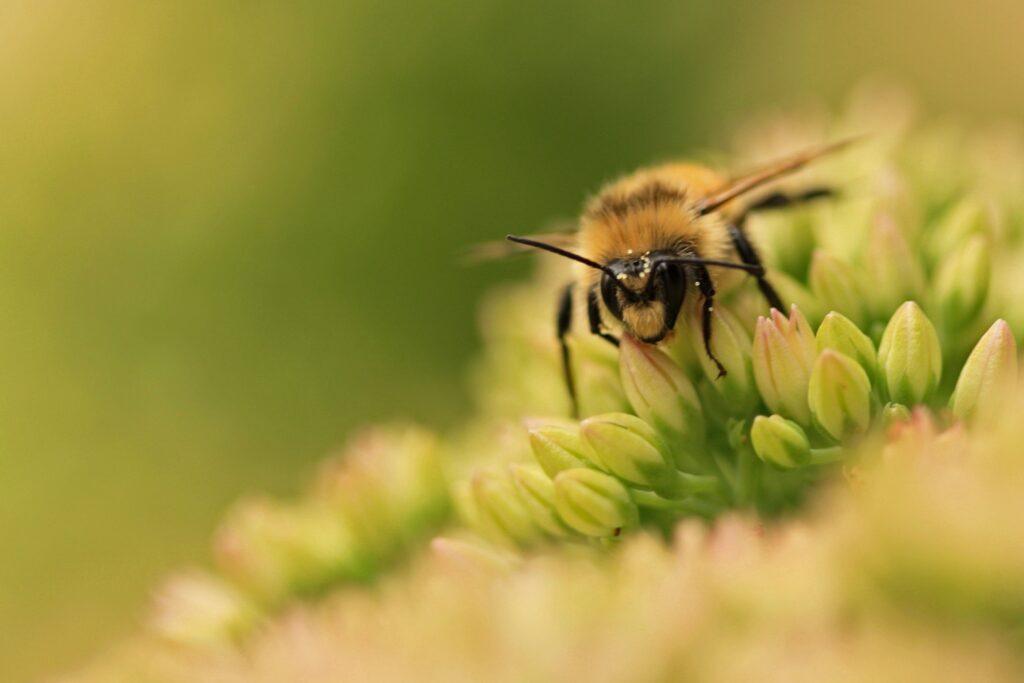 Close-Up Bee on Green Flowers - Soft Blurred Wallpaper Background