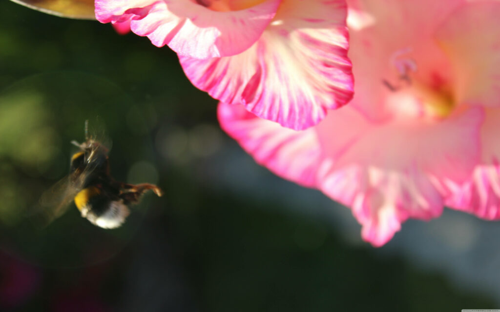 Close-up of a humble bee in flight approaching a vibrant pink and white flower for pollination Wallpaper