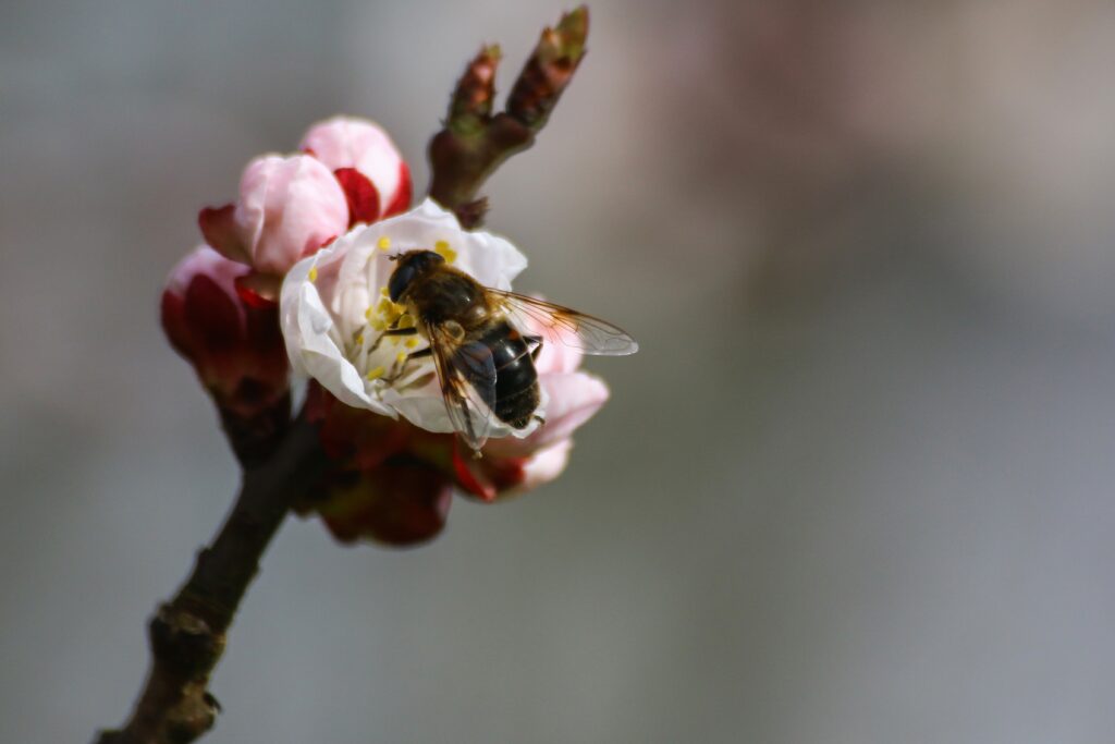 Bee on Blooming Flower: Spring Pollination Wallpaper Background