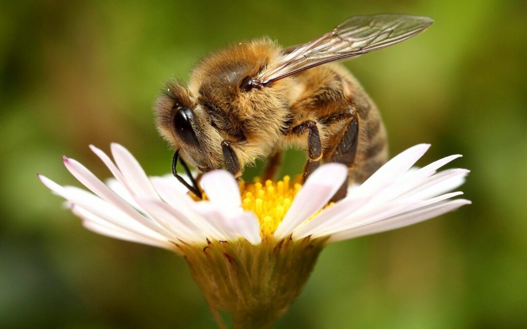 Bee on Daisy: Nature's Vibrant Pollination Wallpaper Background