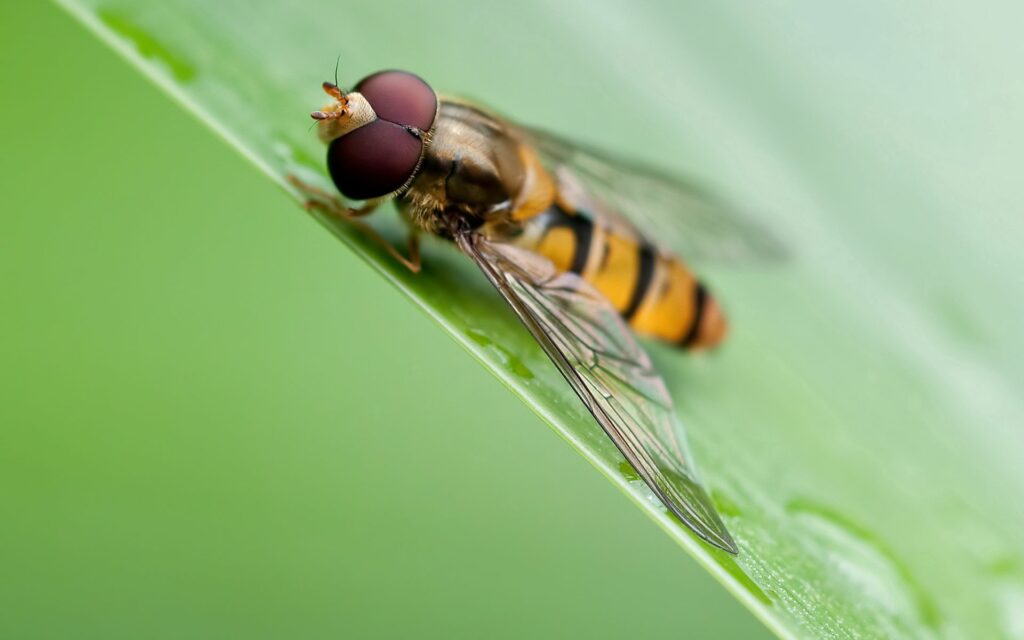 Close-Up Bee on Green Leaf: Intricate Structure & Wings Wallpaper