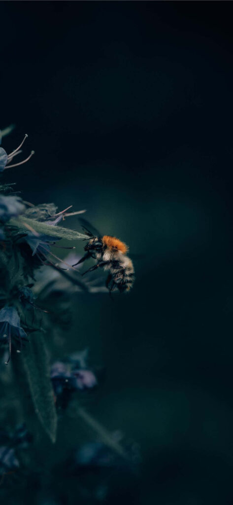 Close-up of bee on leaf with dark moody background perfect for iPhone wallpaper design