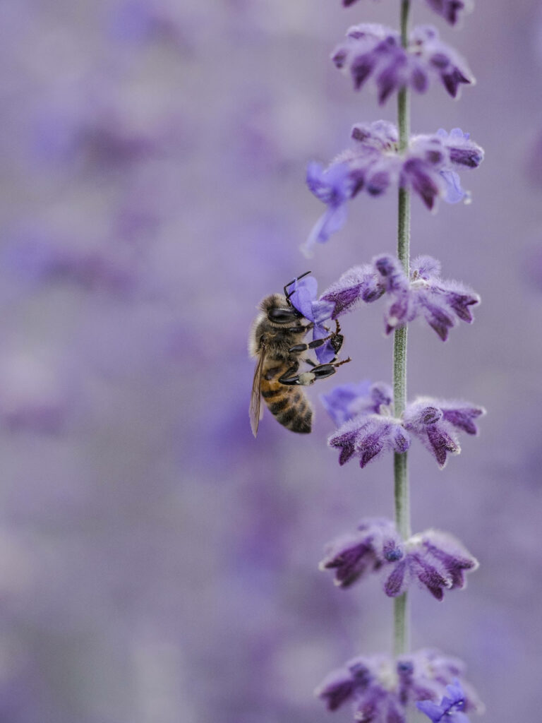 Close-Up Bee on Purple Lavandula Wallpaper for iPhone Serenity