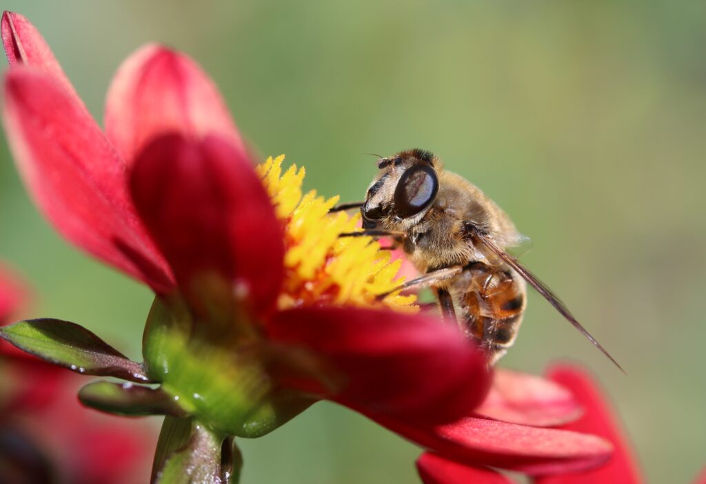 Close-Up Bee on Bright Red Flower: Detailed Nature Wallpaper