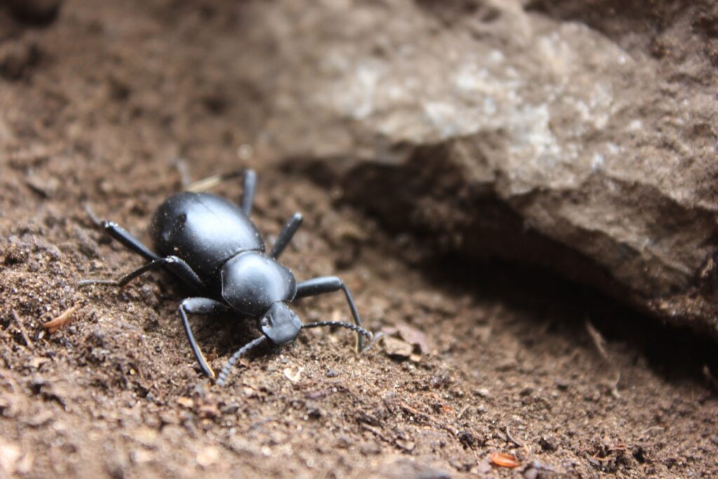 Close-Up Beetle Wallpaper: Detailed Black Shell on Earthy Soil
