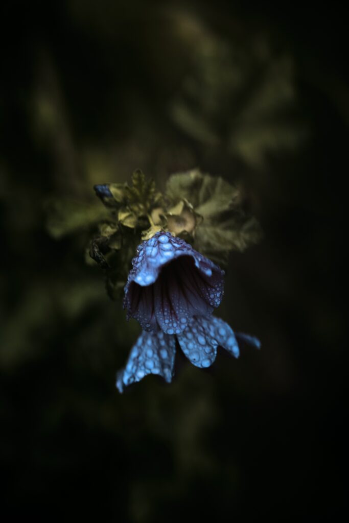 Macro Close-Up of Bell-Shaped Flower with Water Droplets on Dark Background Wallpaper