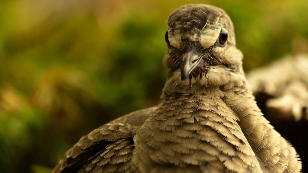 Close-Up Bird Wallpaper: Detailed Feathers & Blurred Background