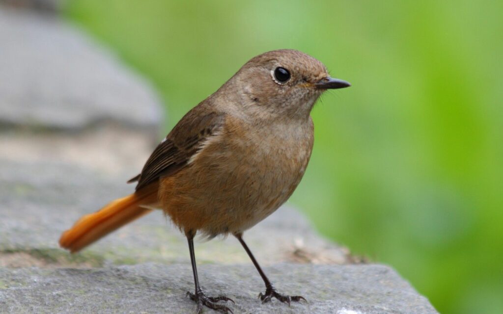 Close-Up of Small Bird on Stone with Blurred Green Background Wallpaper