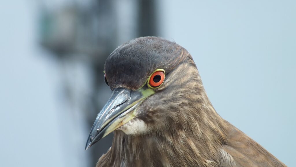 Stunning Close-Up Bird Wallpaper: Sharp Beak & Vivid Eyes