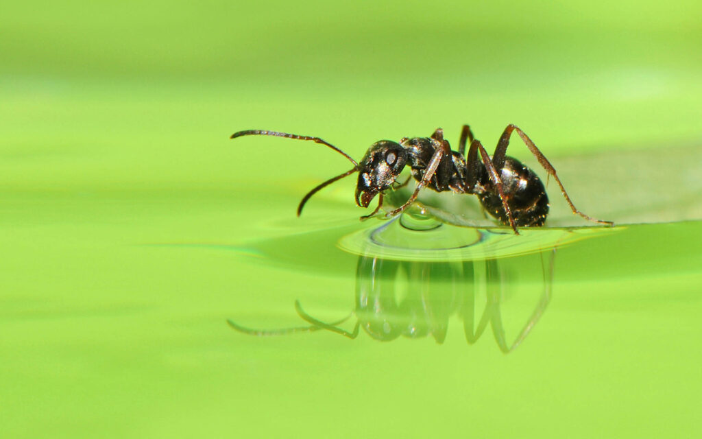 Close up of black ant on smooth green surface reflected in still water serene nature scene wallpaper