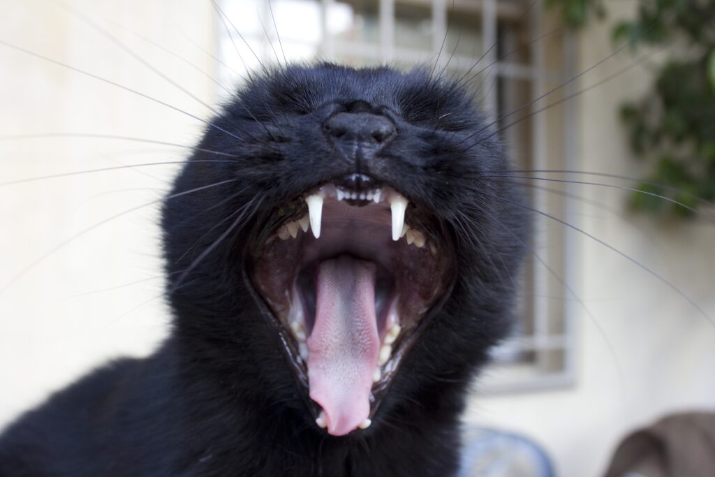 Close-Up of a Yawning Black Cat with Soft Blurred Background Wallpaper