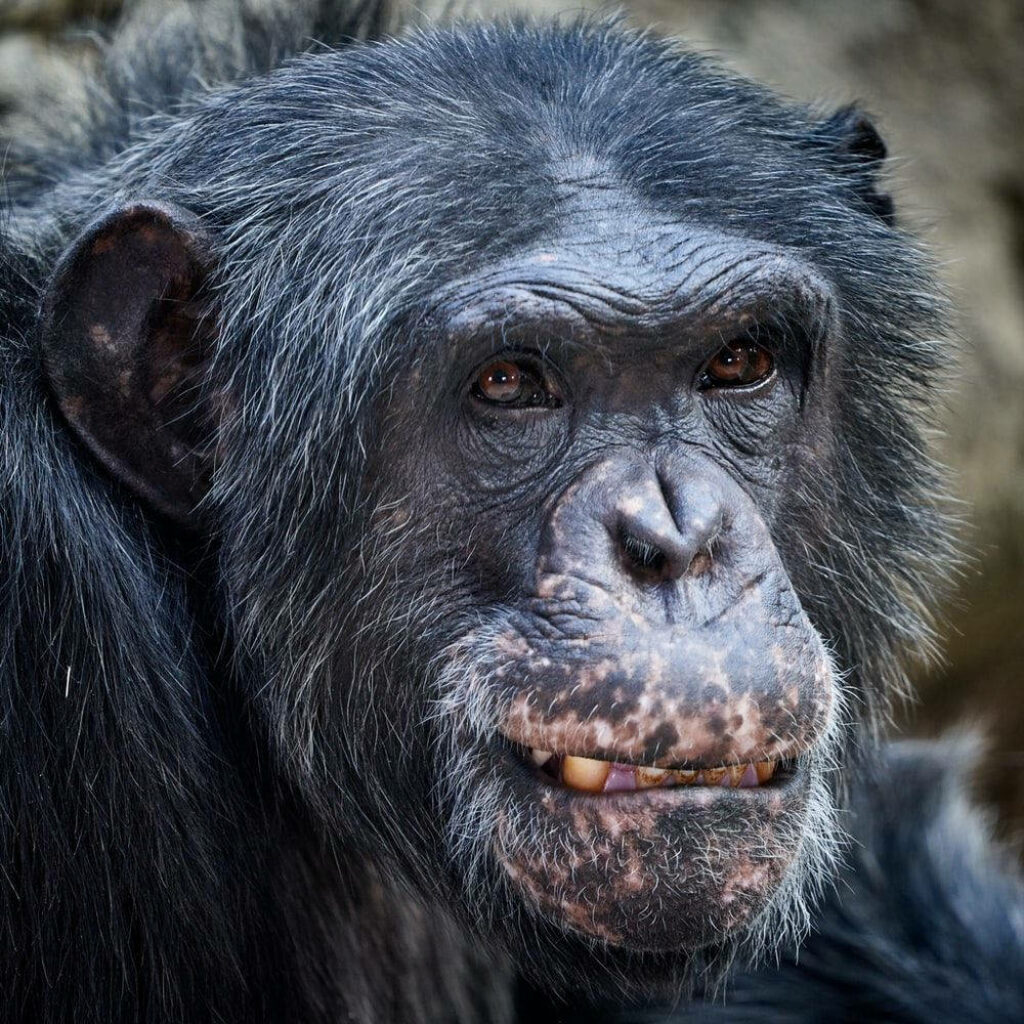 Close-Up Black Chimpanzee Wallpaper: Aging Features & Expressive Eyes