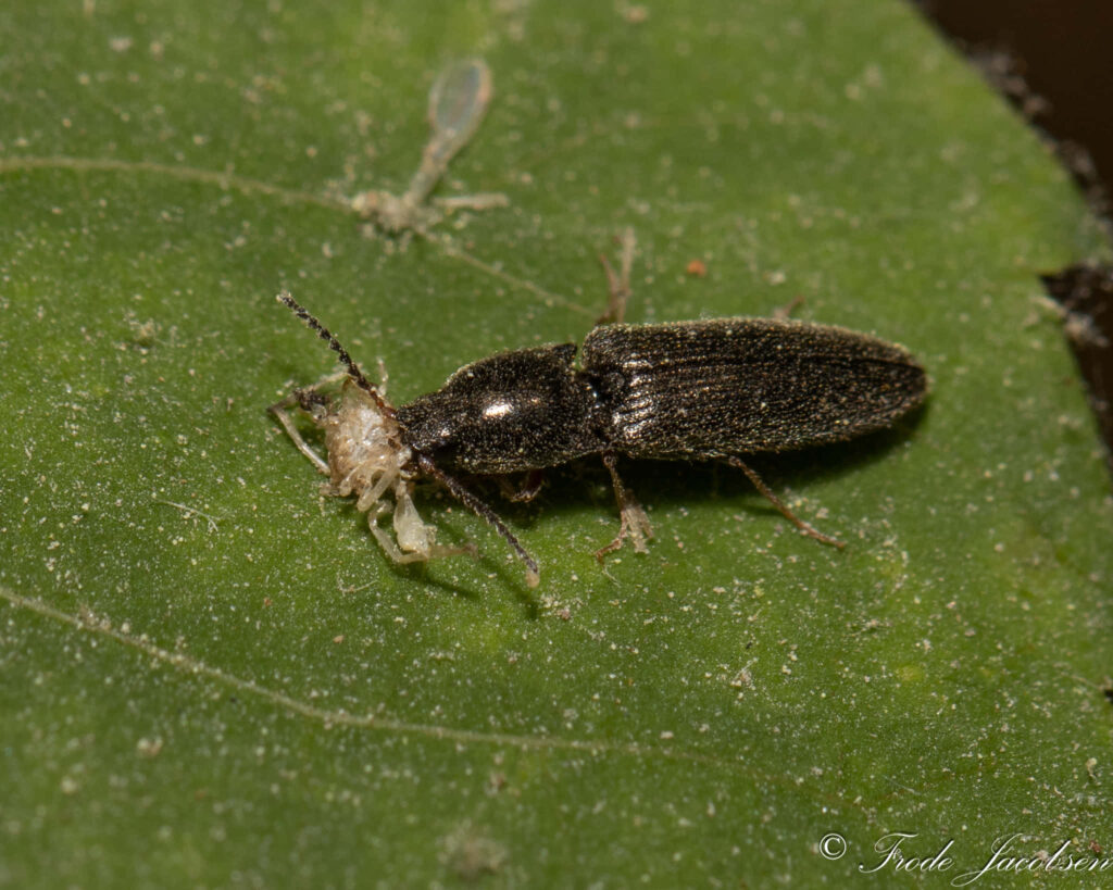 Close-up of black Click Beetle on textured green leaf detailed shiny body and antennae wallpaper