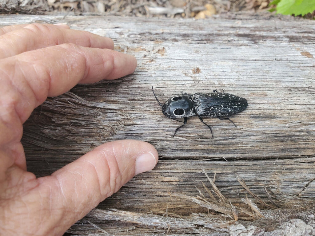 Close-up of large black click beetle on weathered wood with hand showing insect size and texture Wallpaper
