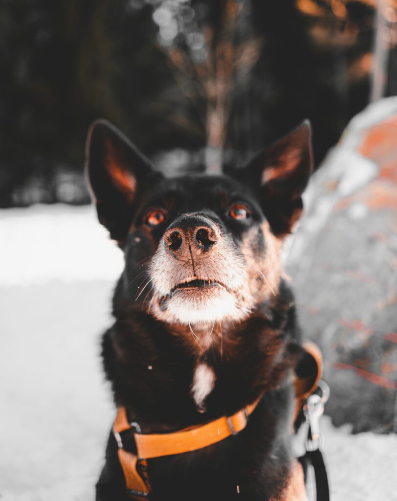 Close-Up of Alert Black Dog in Serene Winter Outdoor Setting Wallpaper