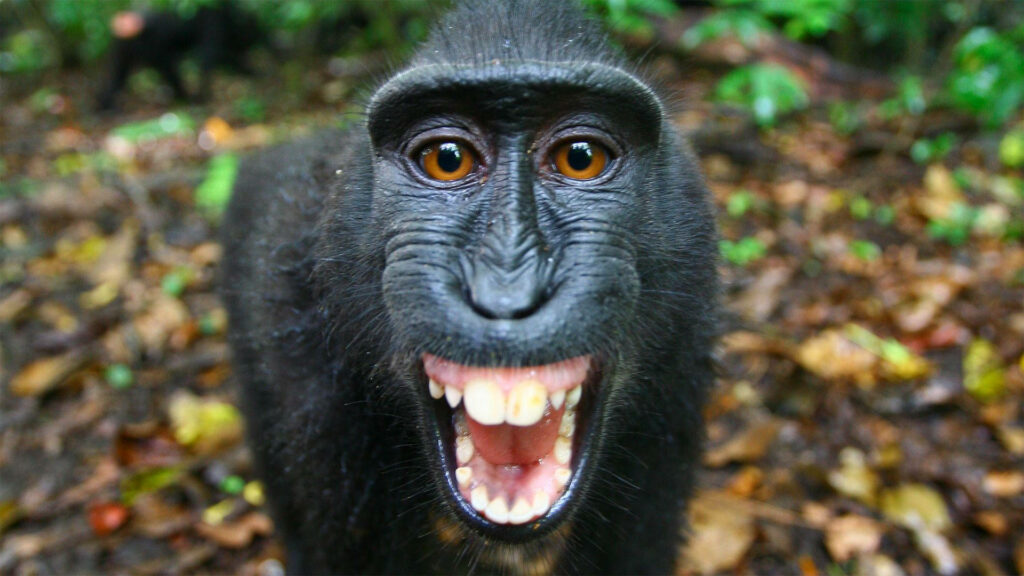 Close-Up of Expressive Black Monkey in Lush Forest Background Wallpaper