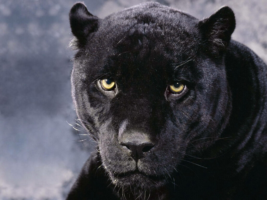 Intense Black Panther Close-Up Wallpaper with Blurred Background