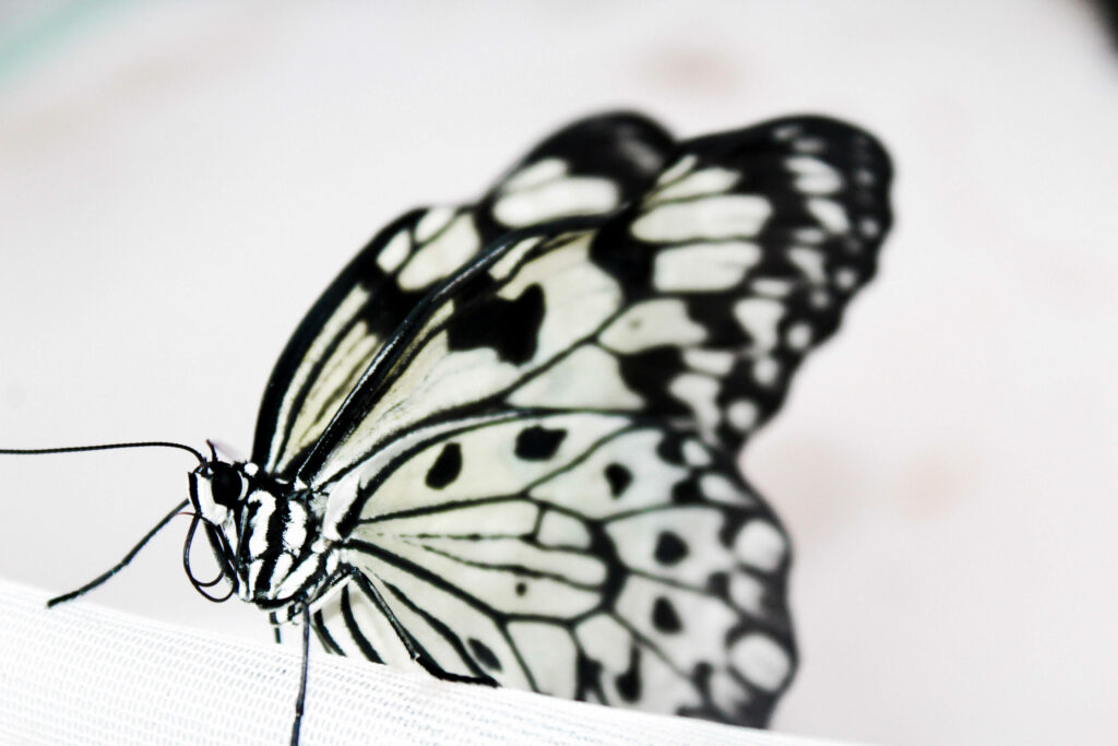 Close-Up of Elegant Black and White Butterfly: Wallpaper Background