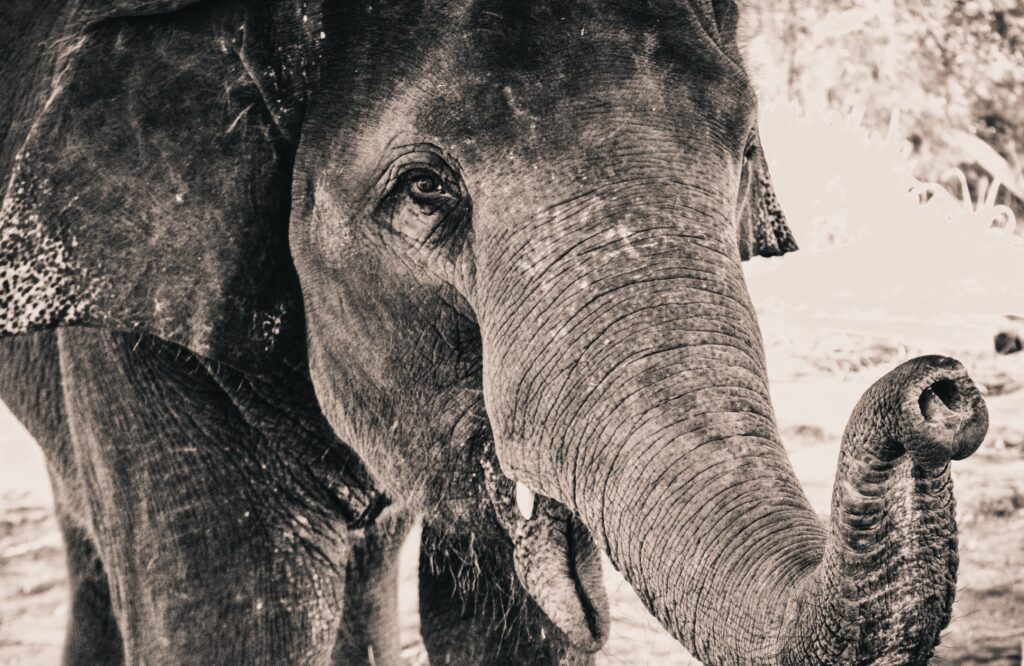 Close-Up Elephant Portrait: Monochrome Textured Skin & Expressive Eye Wallpaper