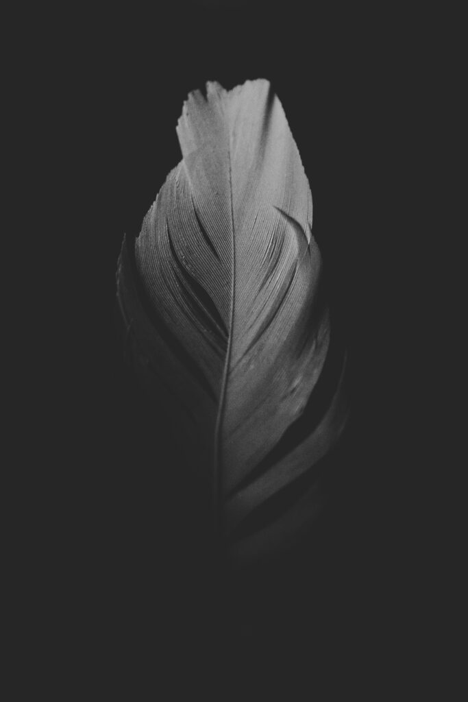 Macro Black-and-White Feather Wallpaper on Dark Background