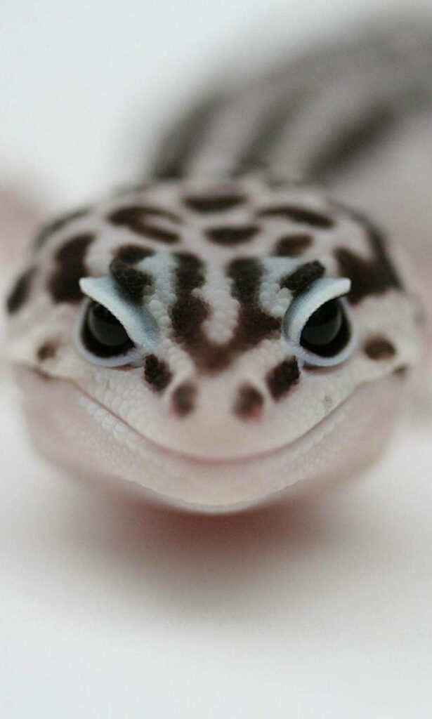 Black and White Leopard Gecko Close-Up Wallpaper with Unique Spots