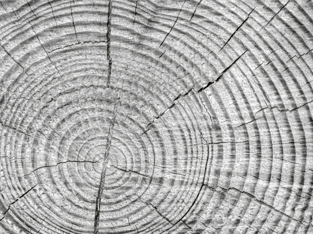 Intricate Black and White Tree Rings Wallpaper - Natural Wood Texture