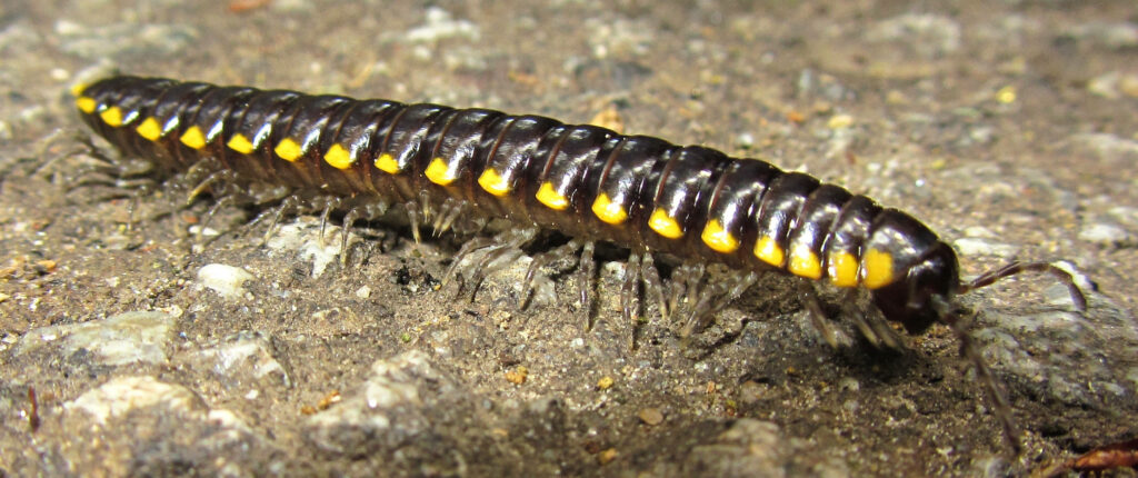Close-Up Black and Yellow Centipede on Textured Concrete Background Wallpaper