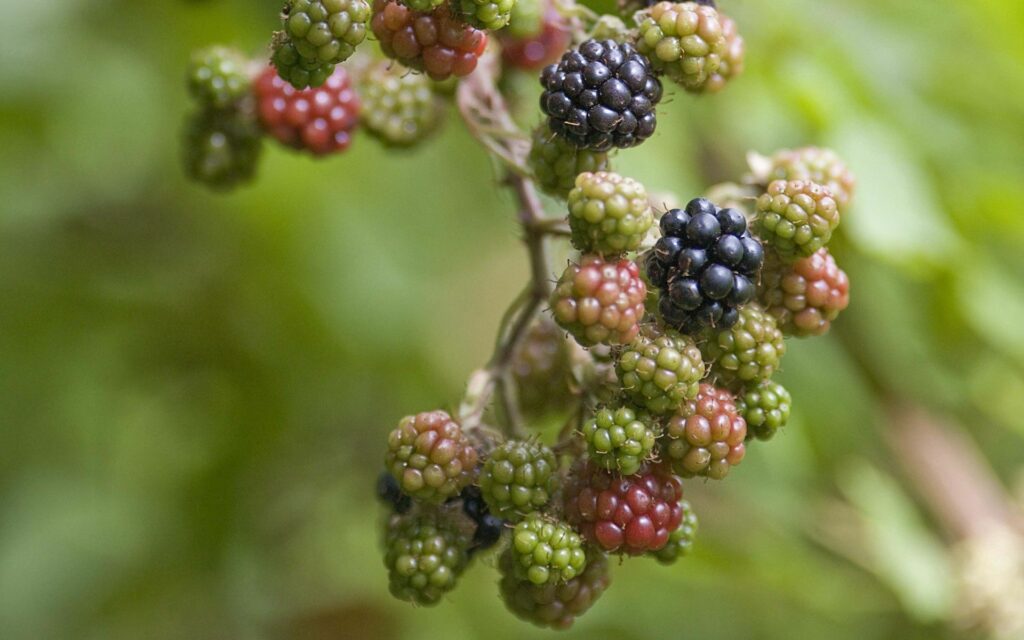 Close-up of blackberries on bush showing ripe black berries and unripe green and red fruits Wallpaper