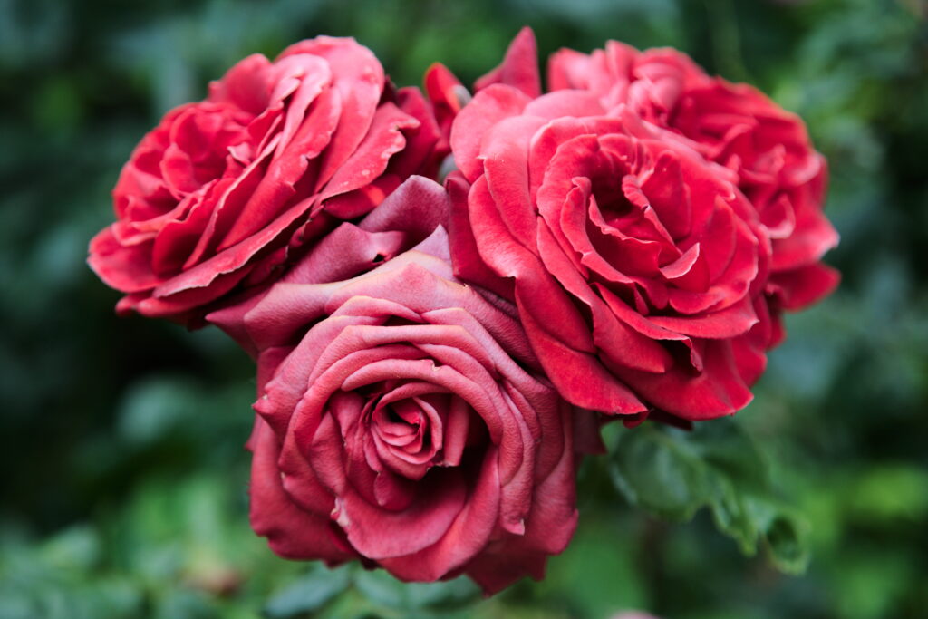 Close-Up Red Roses Wallpaper: Lush Petals & Soft Green Background