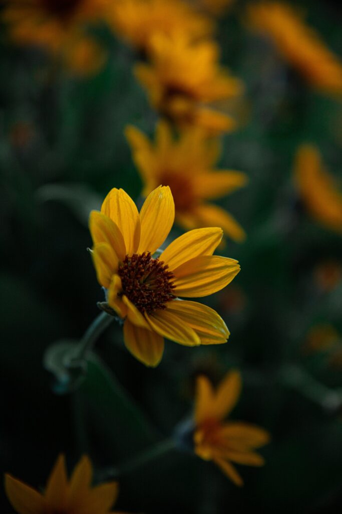 Vibrant Yellow Flower Close-Up with Soft Background Details Wallpaper