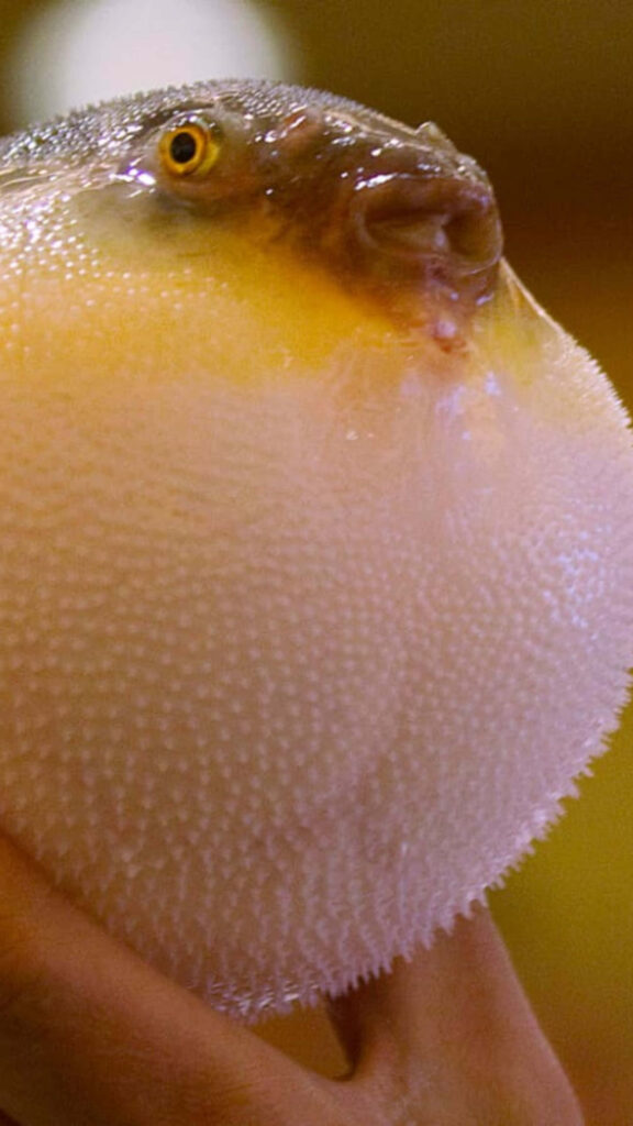 Close-up of an inflated blowfish with spiky body and distinctive features wallpaper background