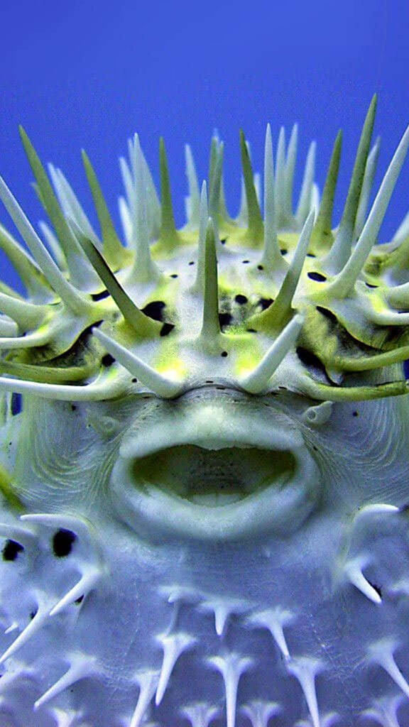 Close up of a spiky blowfish with detailed natural patterns on a serene blue background wallpaper