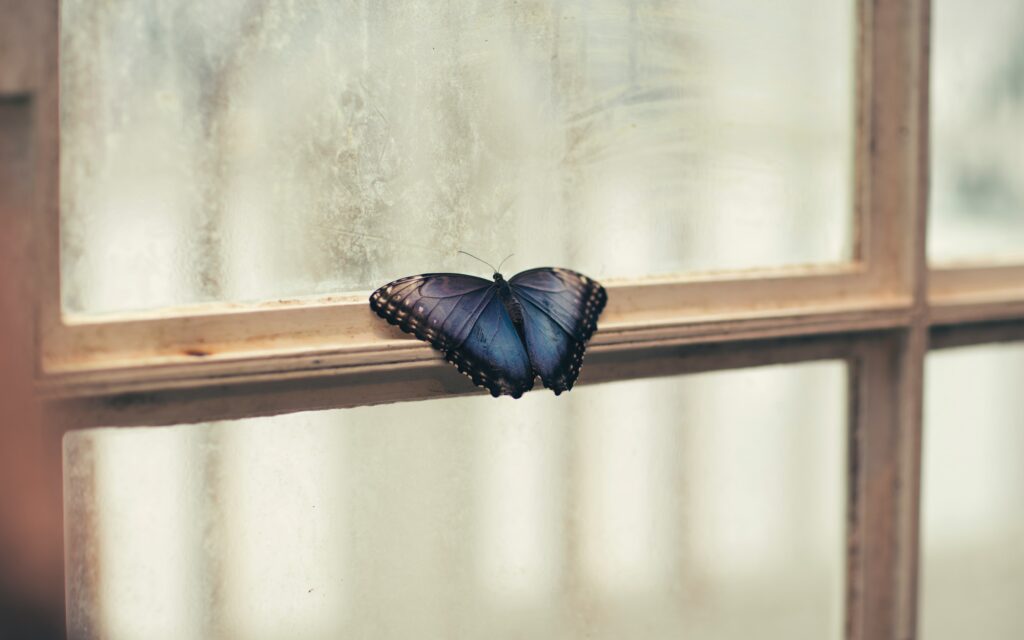 Blue Butterfly Close-Up: Intricate Wing Patterns on Window Frame Wallpaper