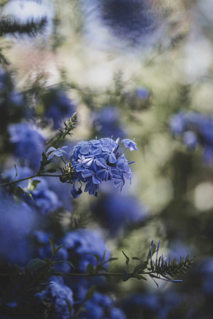 Close-Up of Blooming Blue Flowers with Soft Blurred Background Wallpaper