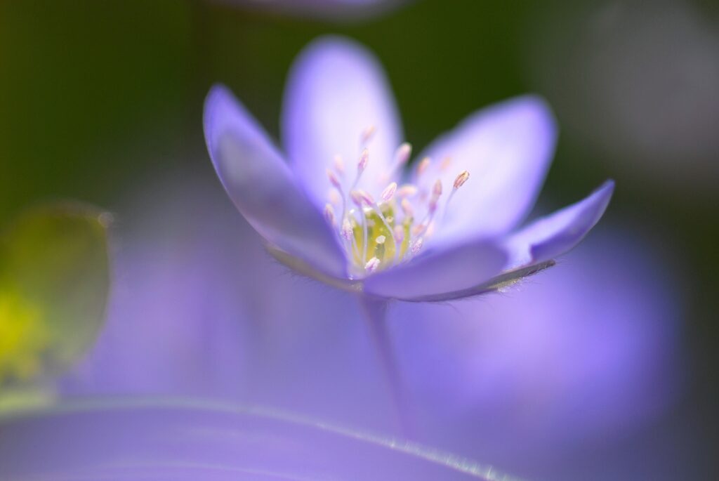 Delicate Blue Flower Wallpaper: Sharp Focus & Soft Background