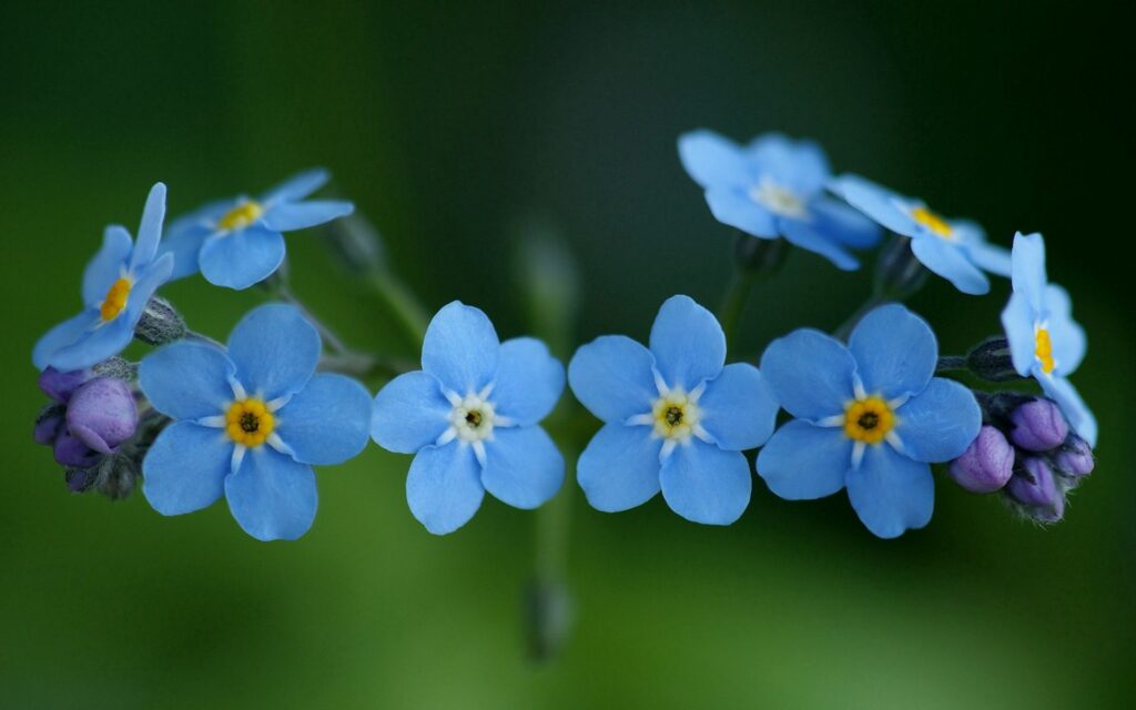 Delicate Blue Forget-Me-Not Flowers on Soft Green Background Wallpaper