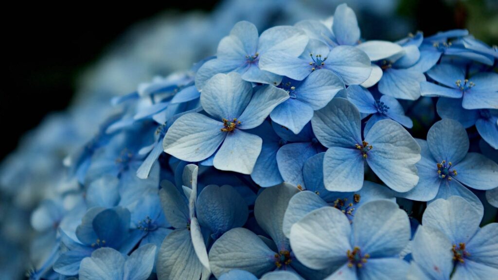 Elegant Blue Hydrangea Petals Wallpaper – Soft Light & Intricate Beauty