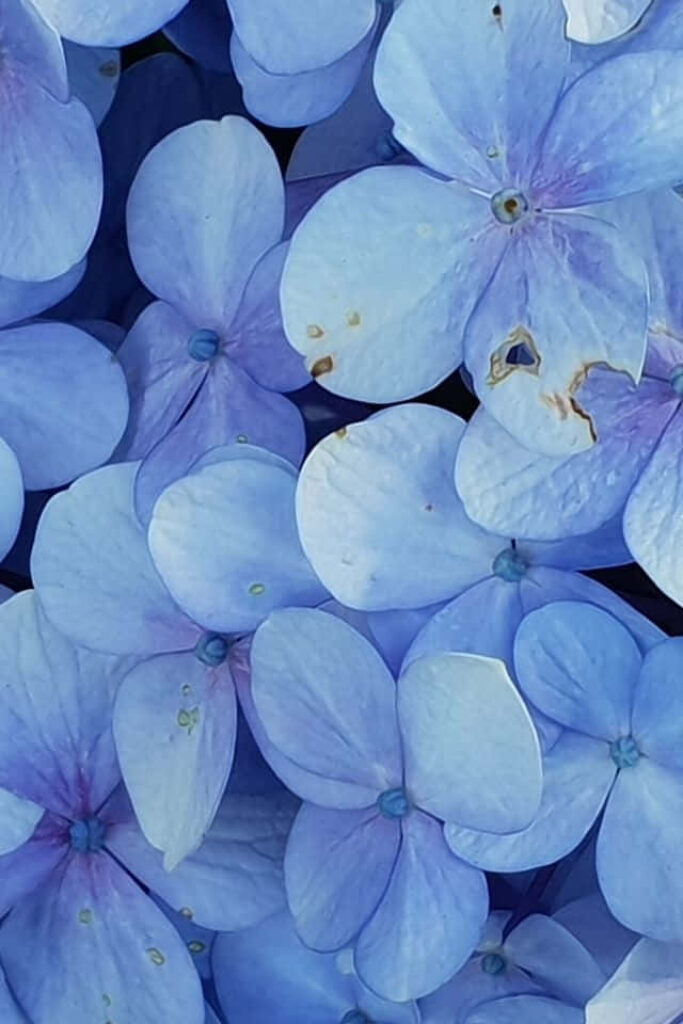 Stunning Blue Hydrangea Wallpaper for Elegant iPhone Background