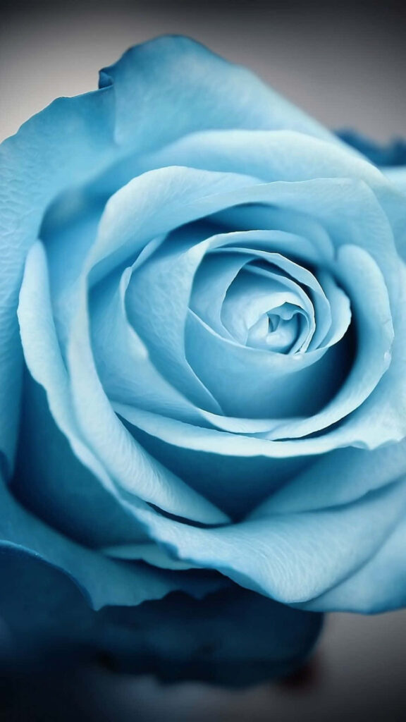 Close-Up Blue Rose Wallpaper: Detailed Petals & Textures Background