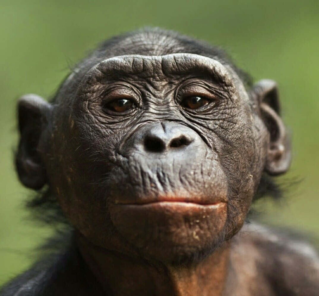 Close up bonobo portrait with expressive eyes natural textures soft green blurred background Wallpaper