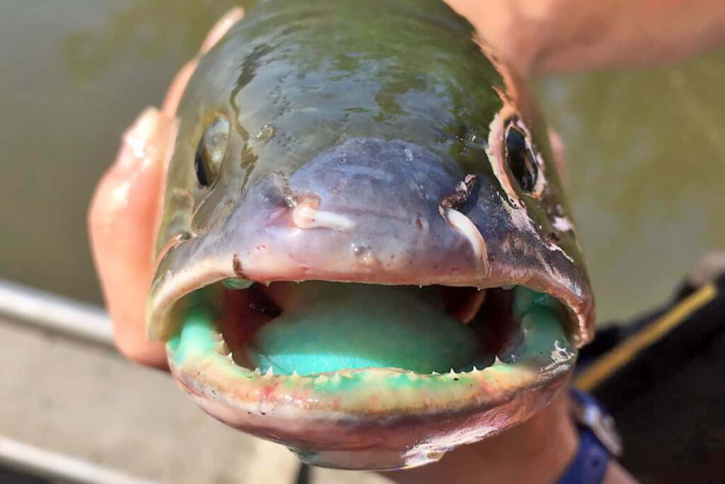 Close up macro of bowfin fish mouth wide open showing sharp teeth and green interior details Wallpaper