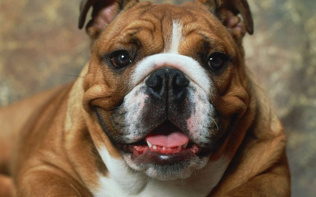 Close-Up Brown and White Dog Wallpaper - Boxer Breed Expression