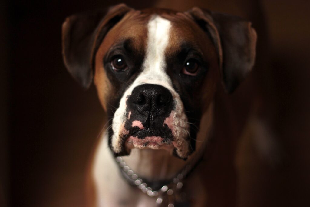 Close-Up Boxer Wallpaper: Expressive Eyes & Distinctive Muzzle