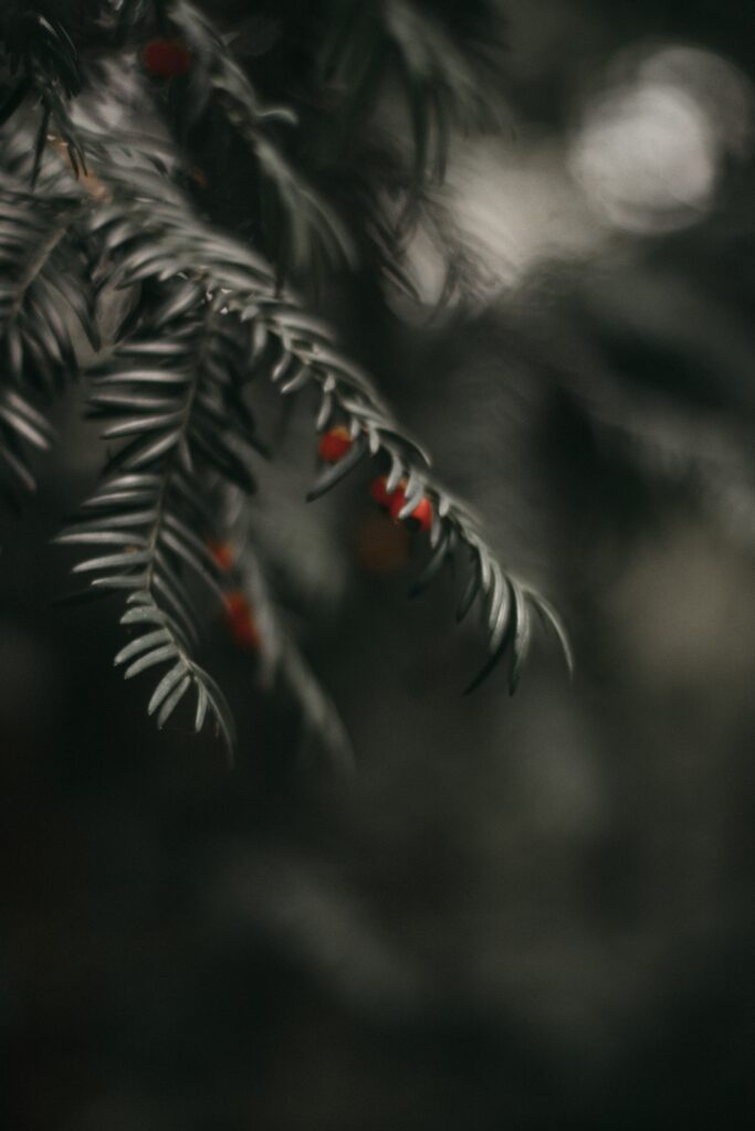 Serene Branch with Delicate Leaves & Red Berries - Nature Wallpaper