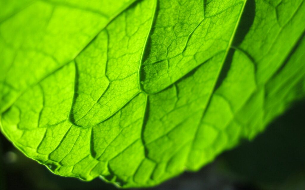 Intricate Green Leaf Close-Up: Detailed Texture Wallpaper Background