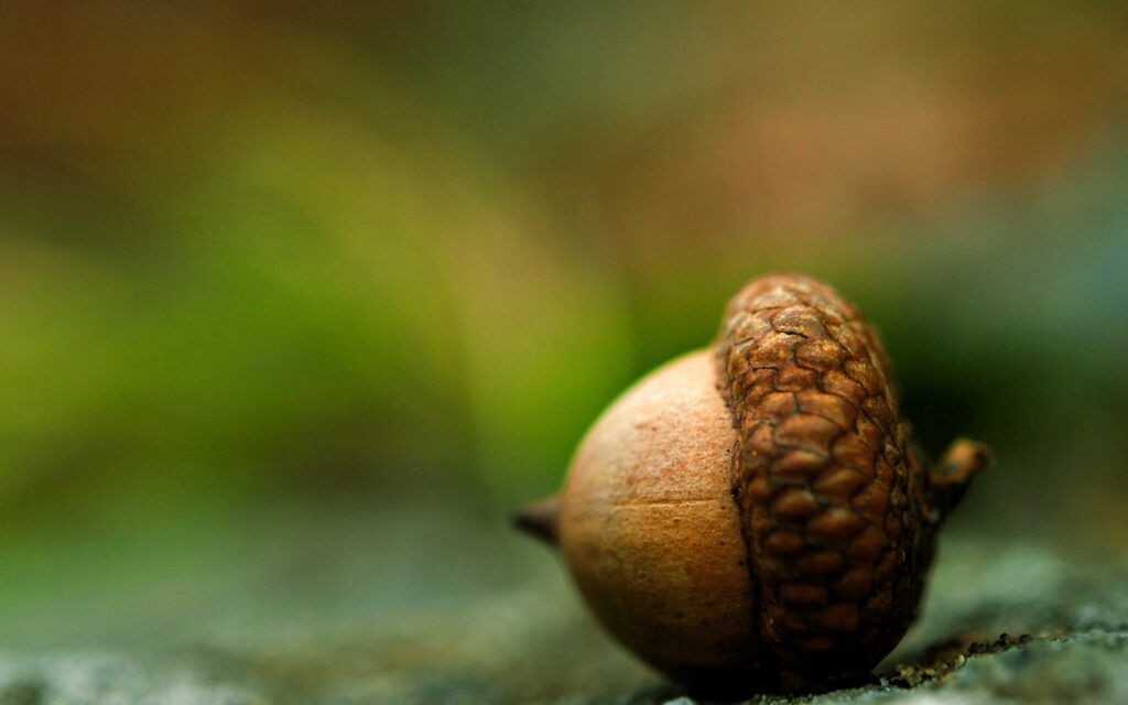 Close-Up Brown Acorn Wallpaper on Blurred Natural Background
