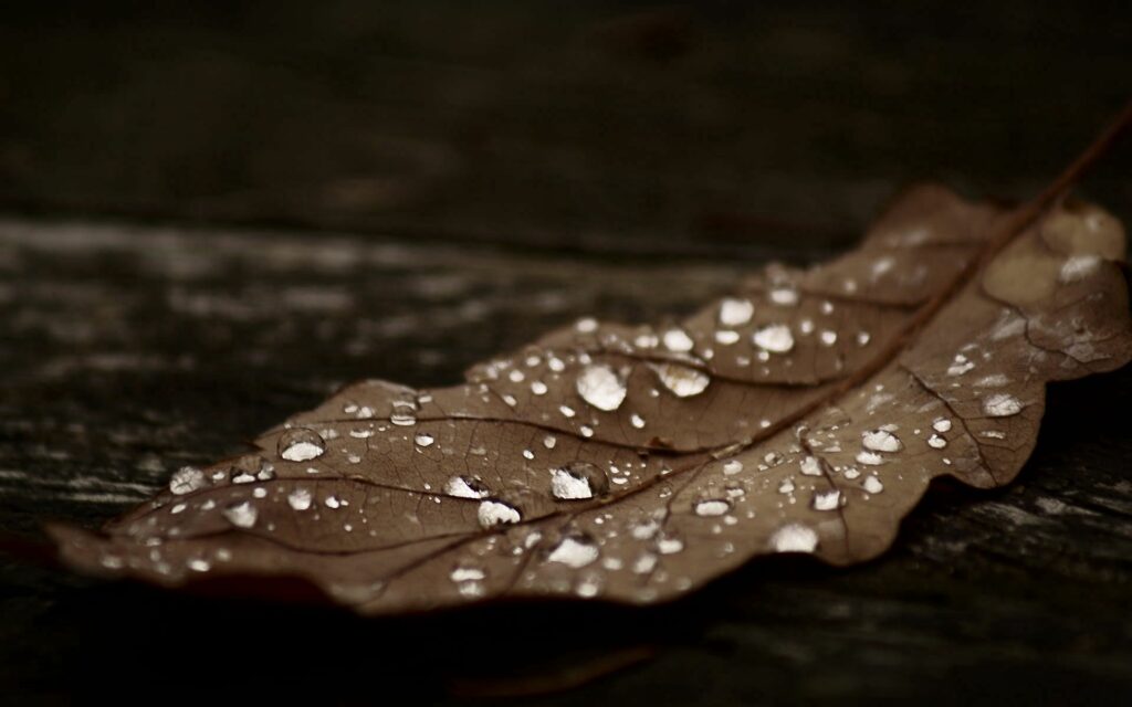 Close-Up of Brown Autumn Leaf with Water Drops - Wallpaper Background